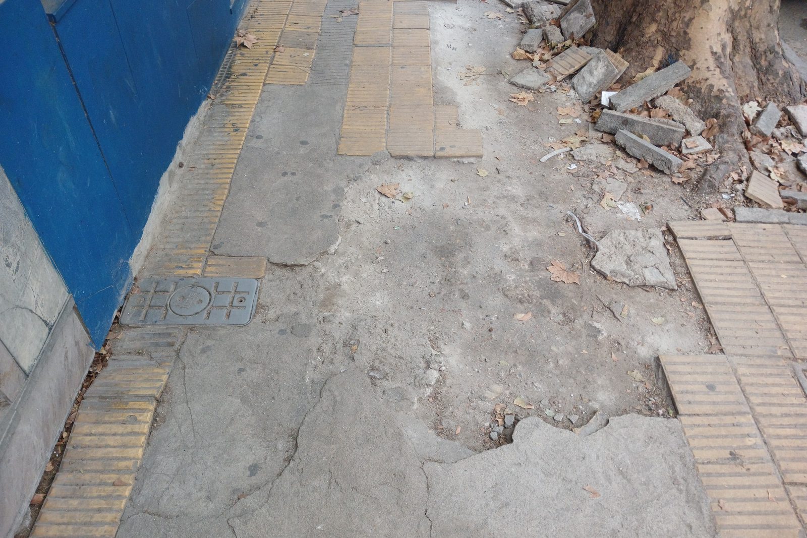 Vereda de Montevideo con baldosas viejas rotas por la raíz de un árbol, junto a tramos de baldosas nuevas.