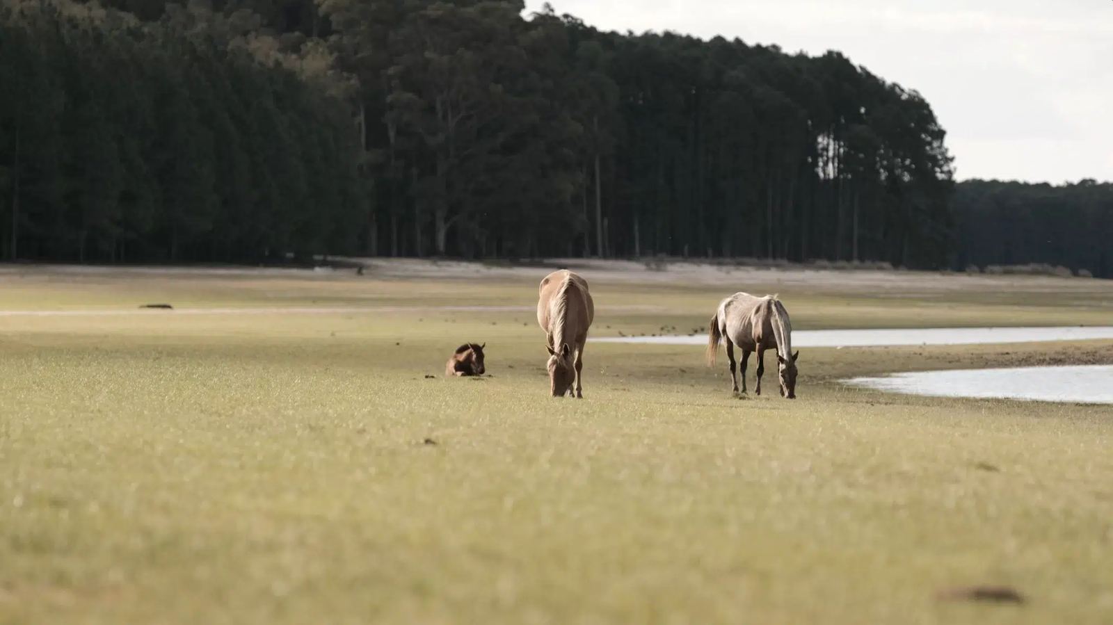 Horses on the lakeshore