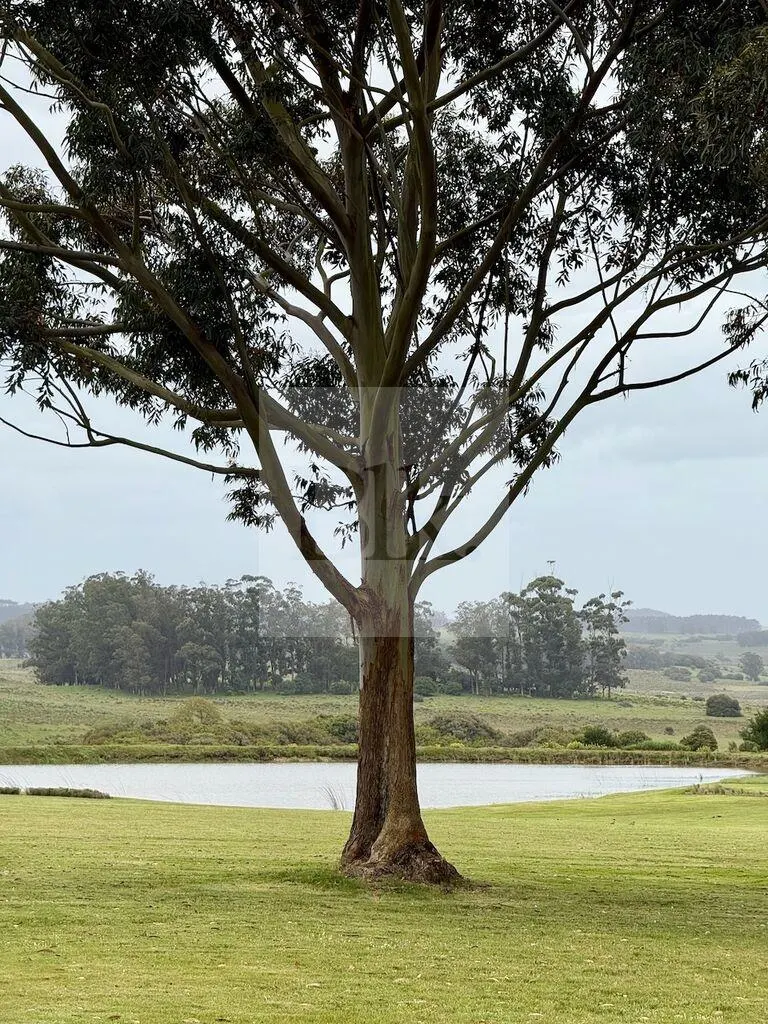 Farm with garden and swimming pool in José Ignacio · Farm in Arenas