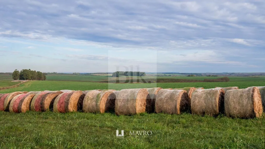 Campo mixto de 1.158 ha con renta agropecuaria y eólica asegurada · Flores